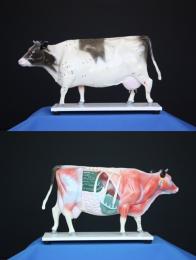 経穴解剖模型「牛」 KP-300